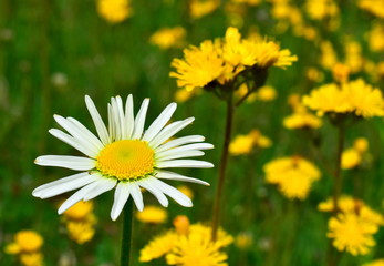 Medicinal plants: chamomile and elecampane. Macro. Closeup.