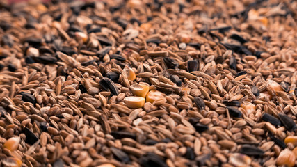 grain crops close-up
