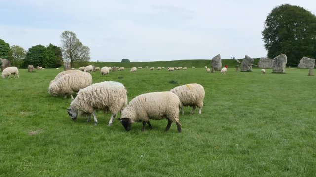 Sheep grazing between the Stone circle at Avebury, a neolithic henge monument and an Unesco World Heritage site, Wiltshire England