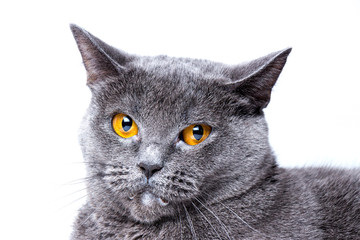 British blue cat on a white background. Close-up.