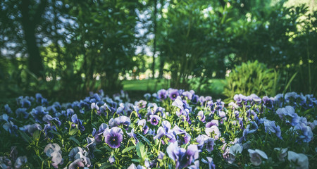 spring blue flowers on a background of forest and sunlight, background, blurry