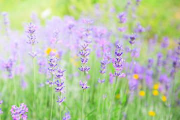Lavender flowers summer season