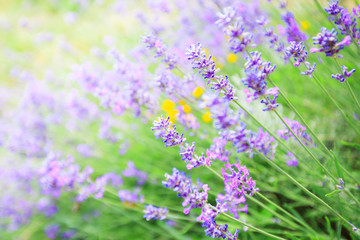 Obraz premium Lavender flowers summer season