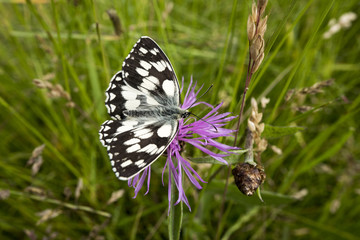 Demi-deuil,papillon noir et blanc
