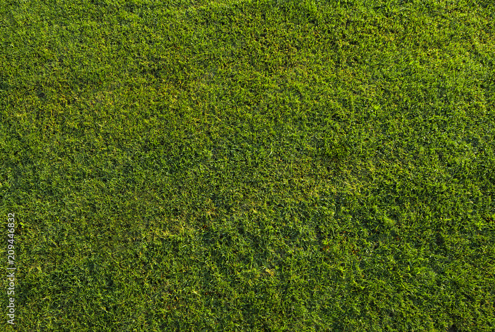 Wall mural Green grass background texture top view