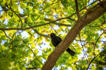 Baum mit Amsel 