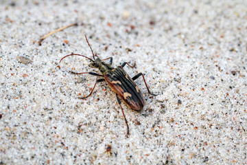 Kupferbrauner Sandlaufkäfer (Cicindela Hybrida) 