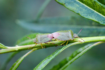 Wanzen bei der Paarung