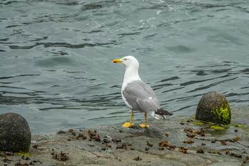 Fototapeta premium Sea gull in near the coast