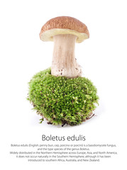 Boletus edulis mushrooms on moss isolated on white background