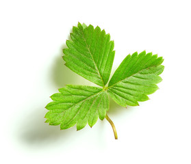 fresh green strawberry leaf