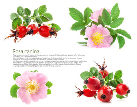 Rose hips (Rosa canina) blossom isolated on white background