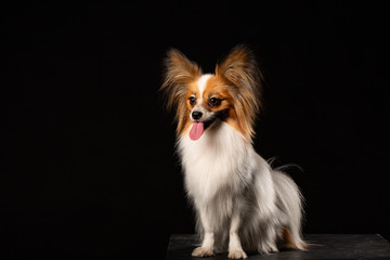 Portrait of a papillon on a black background