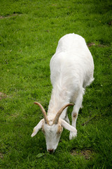 Portrait einer Ziege 