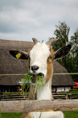 Portrait einer Ziege 