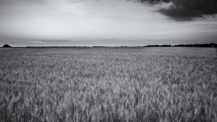 Sunset over the wheat field on a sunny summer day.