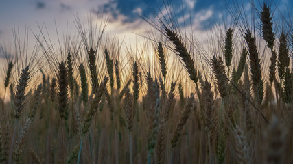 Sunset over the wheat field on a sunny summer day.
