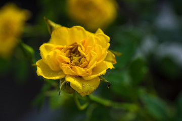 Beautiful rose flower in a garden