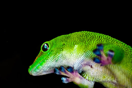 green lizard