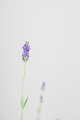 Fototapeta premium Lavender flowers on whie background