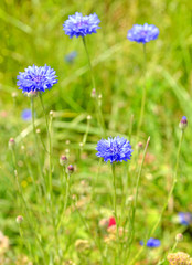 Fototapeta premium Centaurea cyanus, commonly known as cornflower or bachelor's button, annual flowering plant in the family Asteraceae, native to Europe