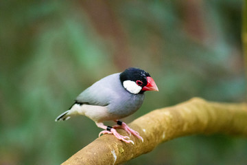 red peck bird 