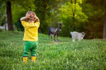 Naklejka na ściany i meble a small boy in bright clothes grabbed his hands behind his head, a pasture with goats. problems of life outside the city.