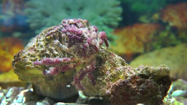 beautiful purple crab camouflage on rocks for food.