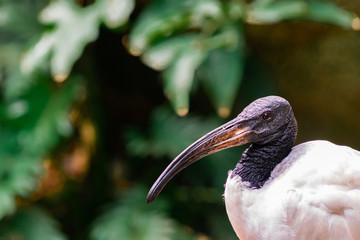 ibis