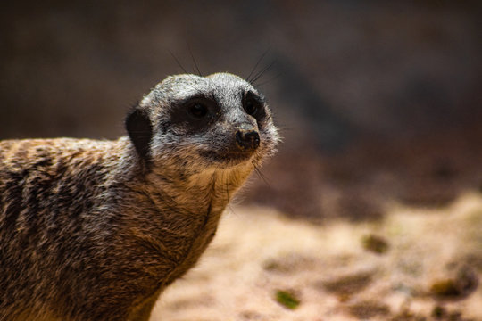 suricate