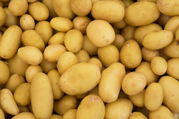 Pile of uncooked baby unpeeled potatoes