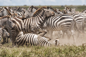 Fototapeta na wymiar herd of zebra during the migration season in the Serengeti national Park in Tanzania