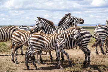 Obraz na płótnie Canvas herd of zebra during the migration season in the Serengeti national Park in Tanzania