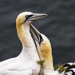 Northern Gannets (Morus bassanus) billing on a cliff of Helgoland - Germany