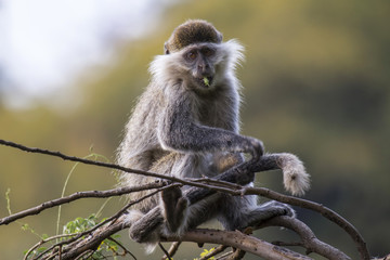 Vervet monkey near Lake Tana near the City of Bahir Dar in Ethiopia