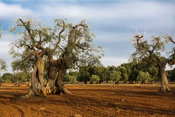 Cercles muraux Olivier Olive tree in the Salento countryside of Puglia