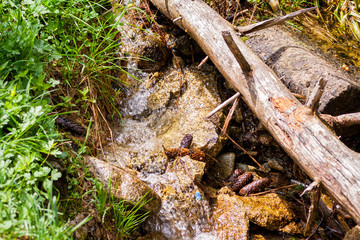 A small mountain stream flowing past green grass and an old trunk