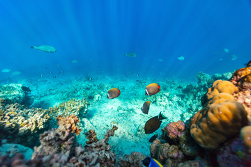 Naklejka na ściany i meble Coral reef underwater