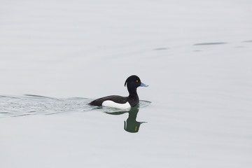 one swimming male tufted duck (Aythya fuligula) mirrored on water