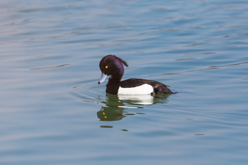 male tufted duck (aythya fuligula) swimming in blue water
