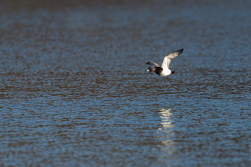male tufted duck (aythya fuligula) flying over water surface