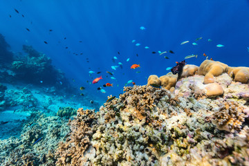 Coral reef underwater
