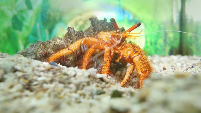 Beautiful hermit crab in his shell close up finding some food on sand background