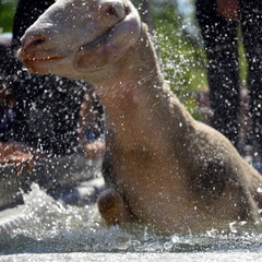 Schafbaden in Beuren, Baden-Württemberg