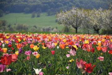 Tulpenfeld | Field of tulips