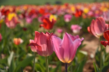 Buntes Blumenfeld | Colorful field of flowers