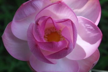 Fototapeta na wymiar Close up macro top of pink lotus flower,selective focus on petals
