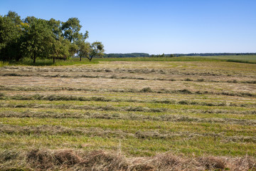 View of field.