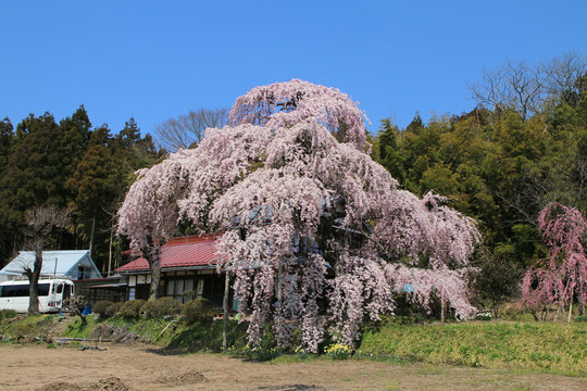 横田陣屋御殿桜（福島県・須賀川市）