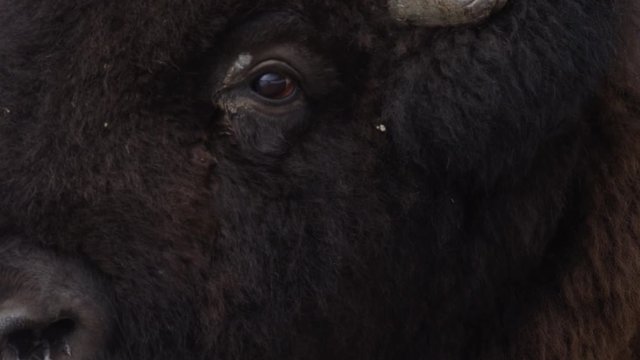 Bison extreme close up side of face 